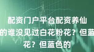 配资门户平台配资养仙人球的谁没见过白花粉花？但蓝色的